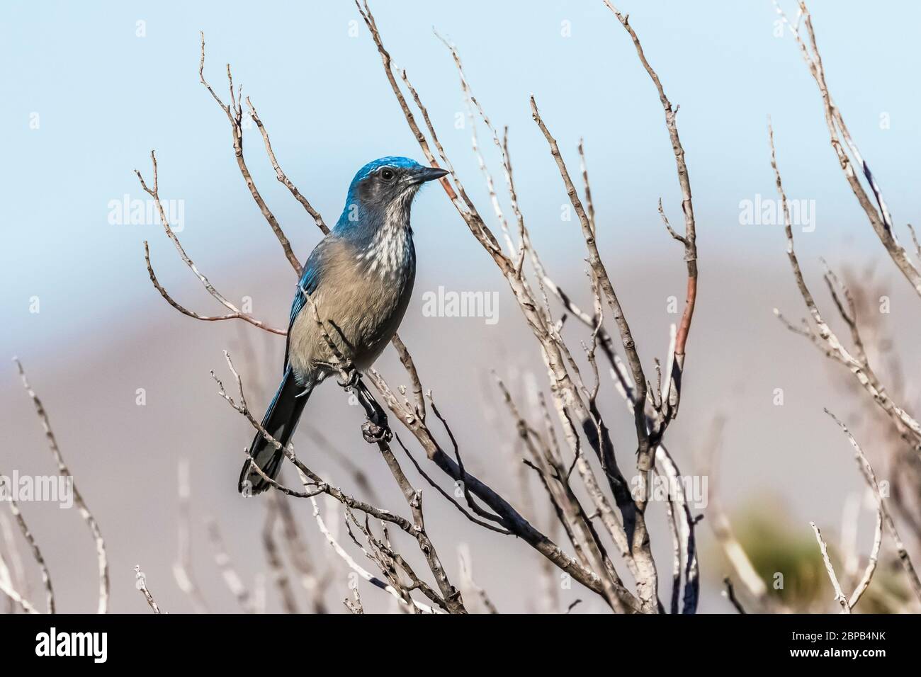 Adult Woodhouse's Scrub-Jay, Aphelocoma woodhouseii, perched in a shrub in Oak Grove Campground in Lincoln National Forest, New Mexico, USA Stock Photo