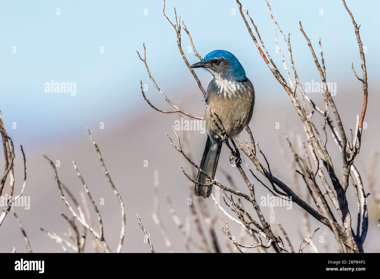 Adult Woodhouse's Scrub-Jay, Aphelocoma woodhouseii, perched in a shrub in Oak Grove Campground in Lincoln National Forest, New Mexico, USA Stock Photo