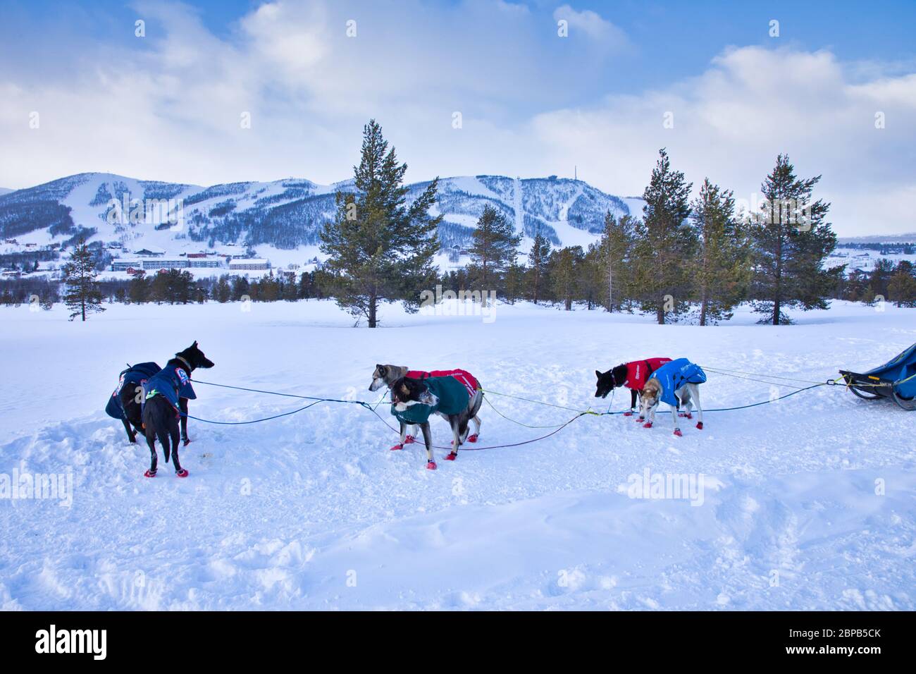 Snow Sled Dogs in Geilo Norway Stock Photo