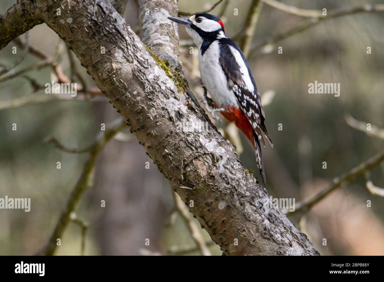 Bird jumps branch hires stock photography and images Alamy