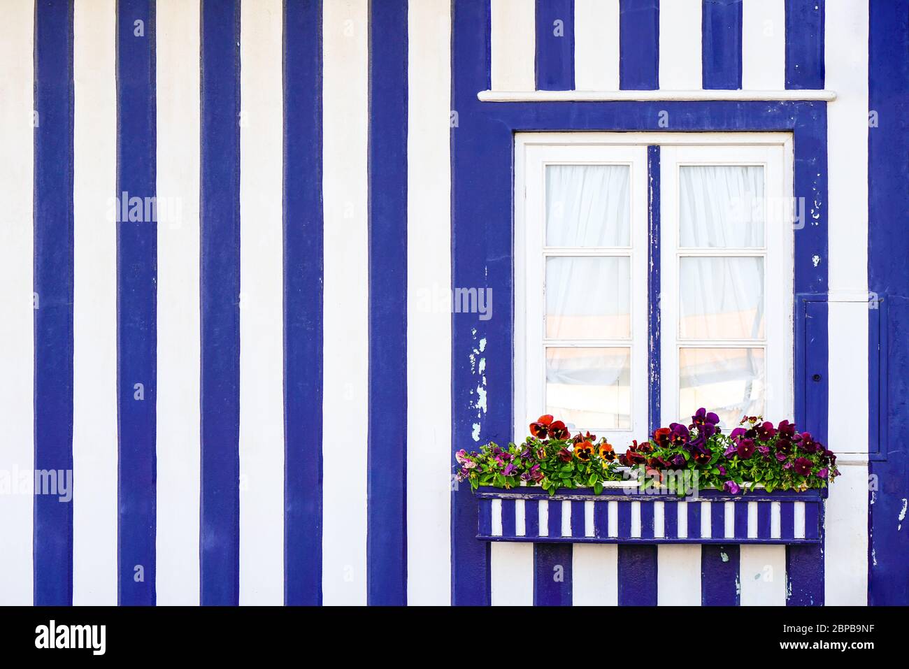 Vivid blue and white wall of a traditional Costa Nova house, a window and flower bed with wild pansys. With copy space Stock Photo