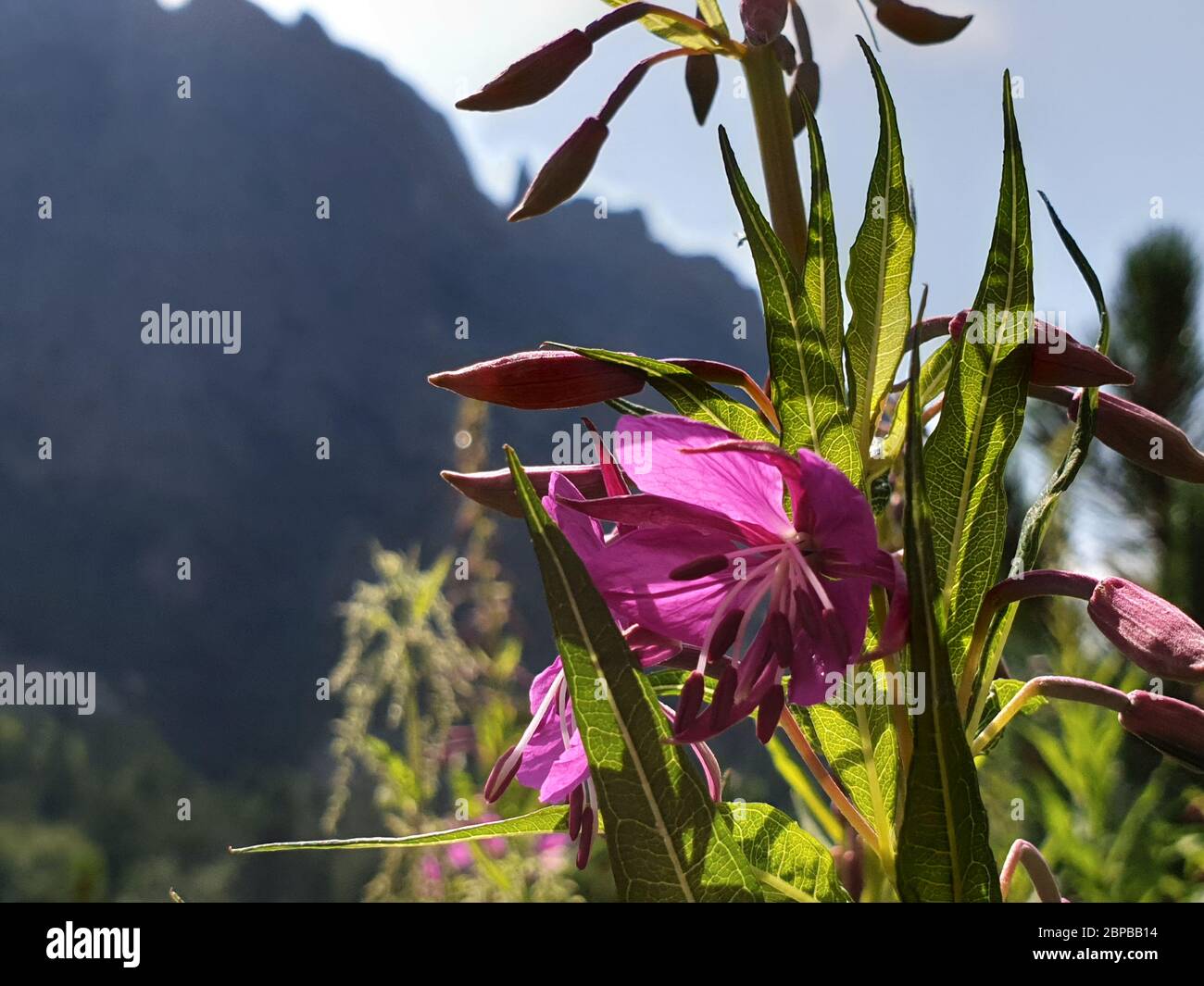 Purple flowers and mountains hi-res stock photography and images - Alamy