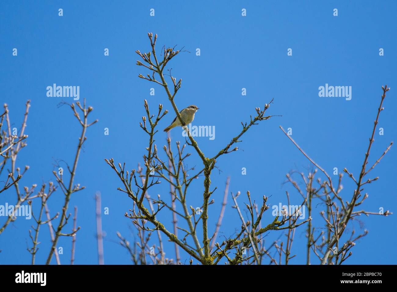 Chiff chaff tree hi-res stock photography and images - Alamy