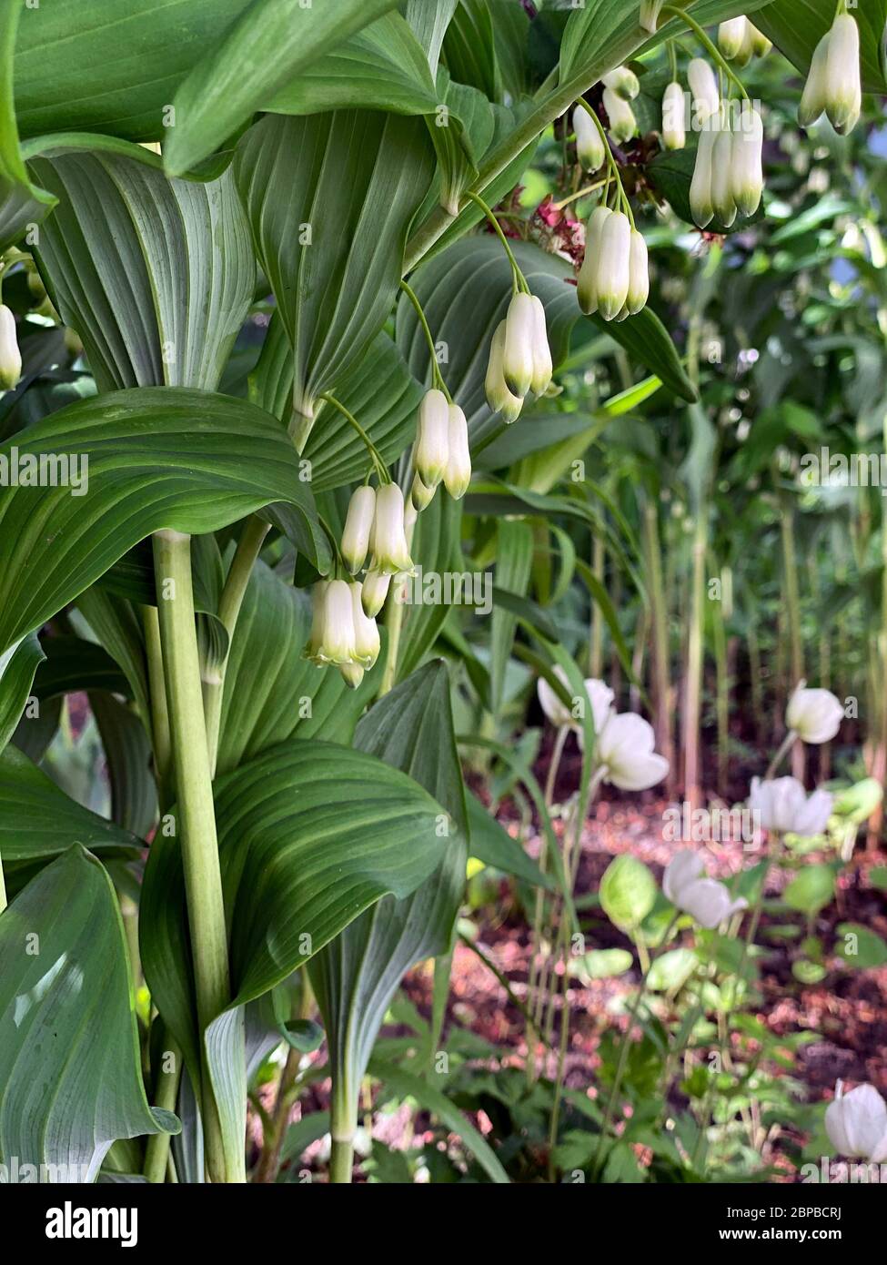 White flowers of Blooming Solomon's seal also known as Polygonatum odoratum in the garden, close up Stock Photo