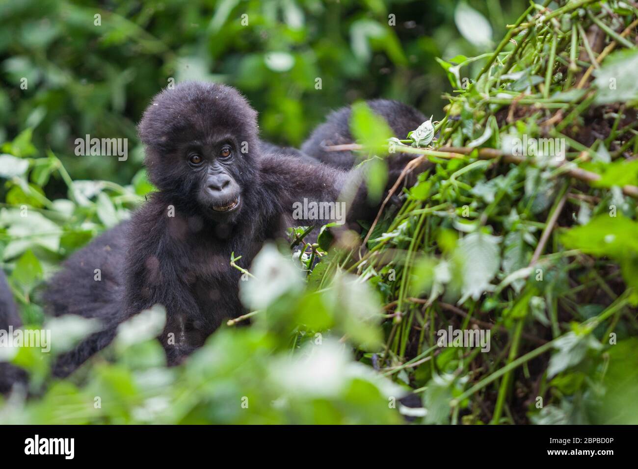 baby gorilla in Congo rainforest Stock Photo Alamy