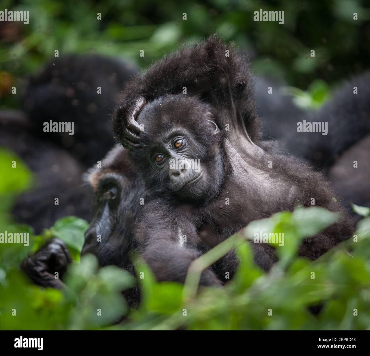baby gorilla in Congo rainforest Stock Photo Alamy