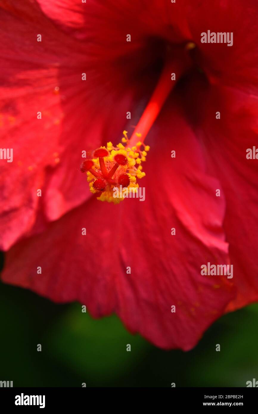 Close up of hibiscus flower pistil hi-res stock photography and images ...