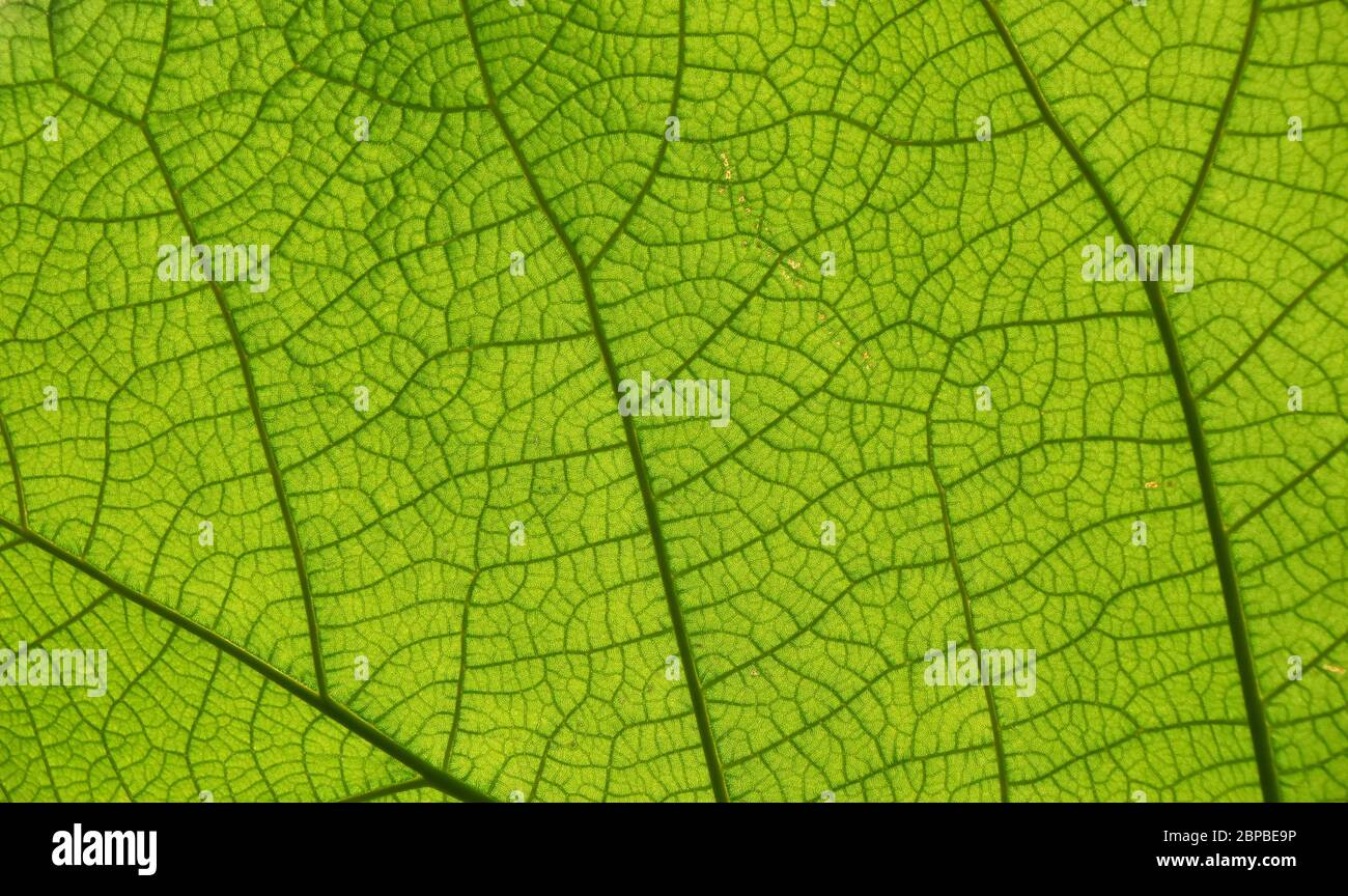 Extreme close up background texture of backlit green leaf veins Stock ...