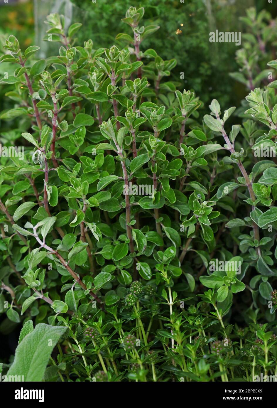 Close up geen fresh sweet marjoram (Origanum majorana) spicy herb sprouts growing, high angle view Stock Photo