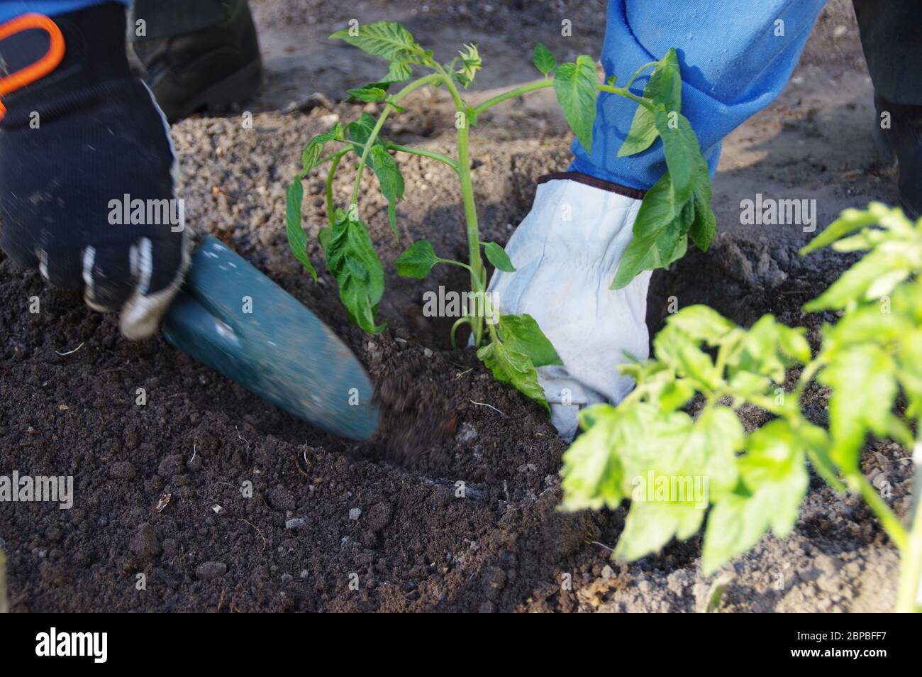 Planting tomatoes into soil. Spring season and work in the home garden. Natural organic gardening. Stock Photo