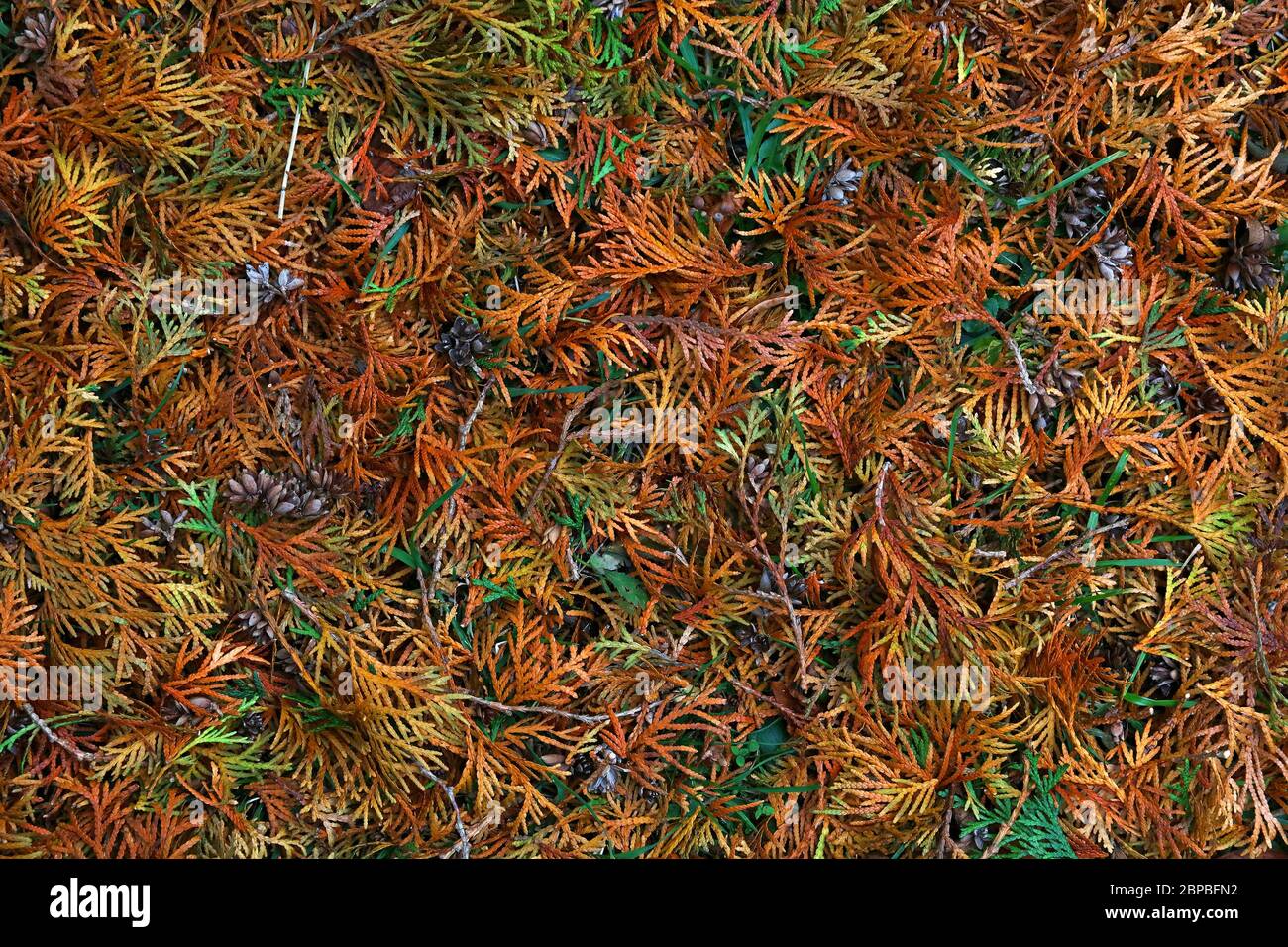 Background of multi colored autumn forest litter of fallen colorful green, yellow and brown arborvitae thuja needle leaves, elevated top view, directl Stock Photo