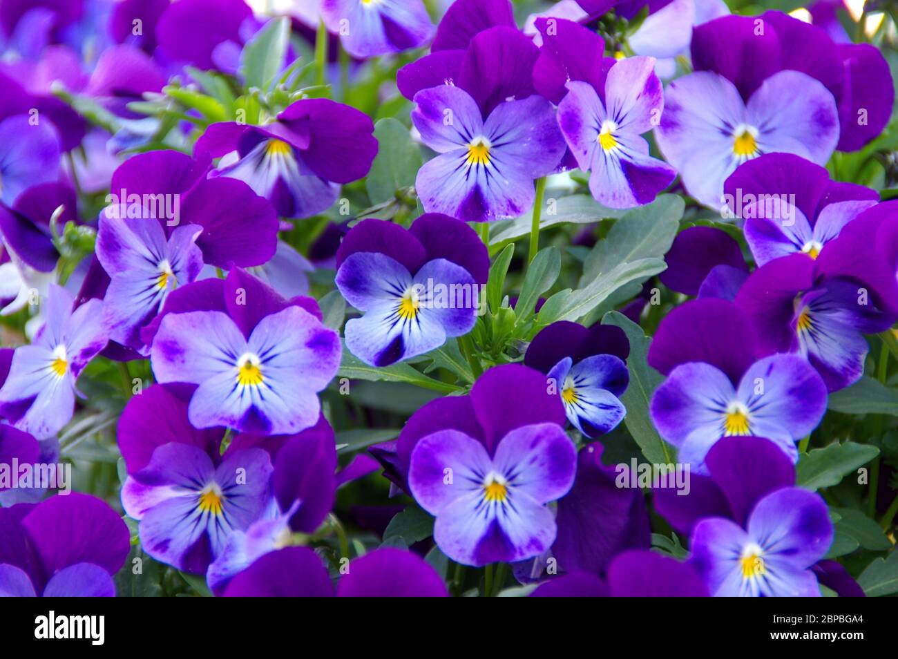 Blue purple petals hi-res stock photography and images - Alamy