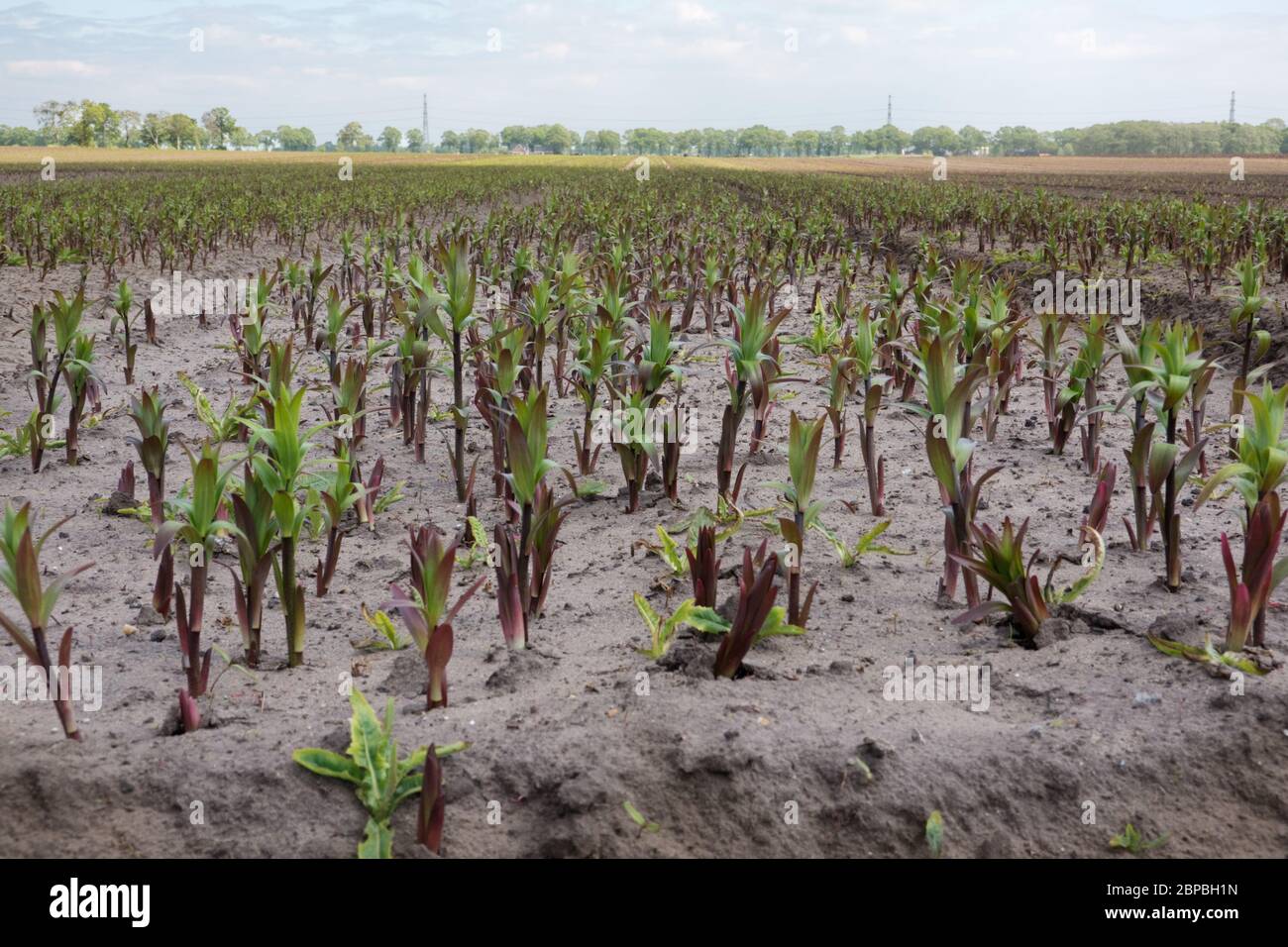 Drought: cultivation of Lilies in agriculture on a sandy, dry field under a blue sky with clouds Stock Photo