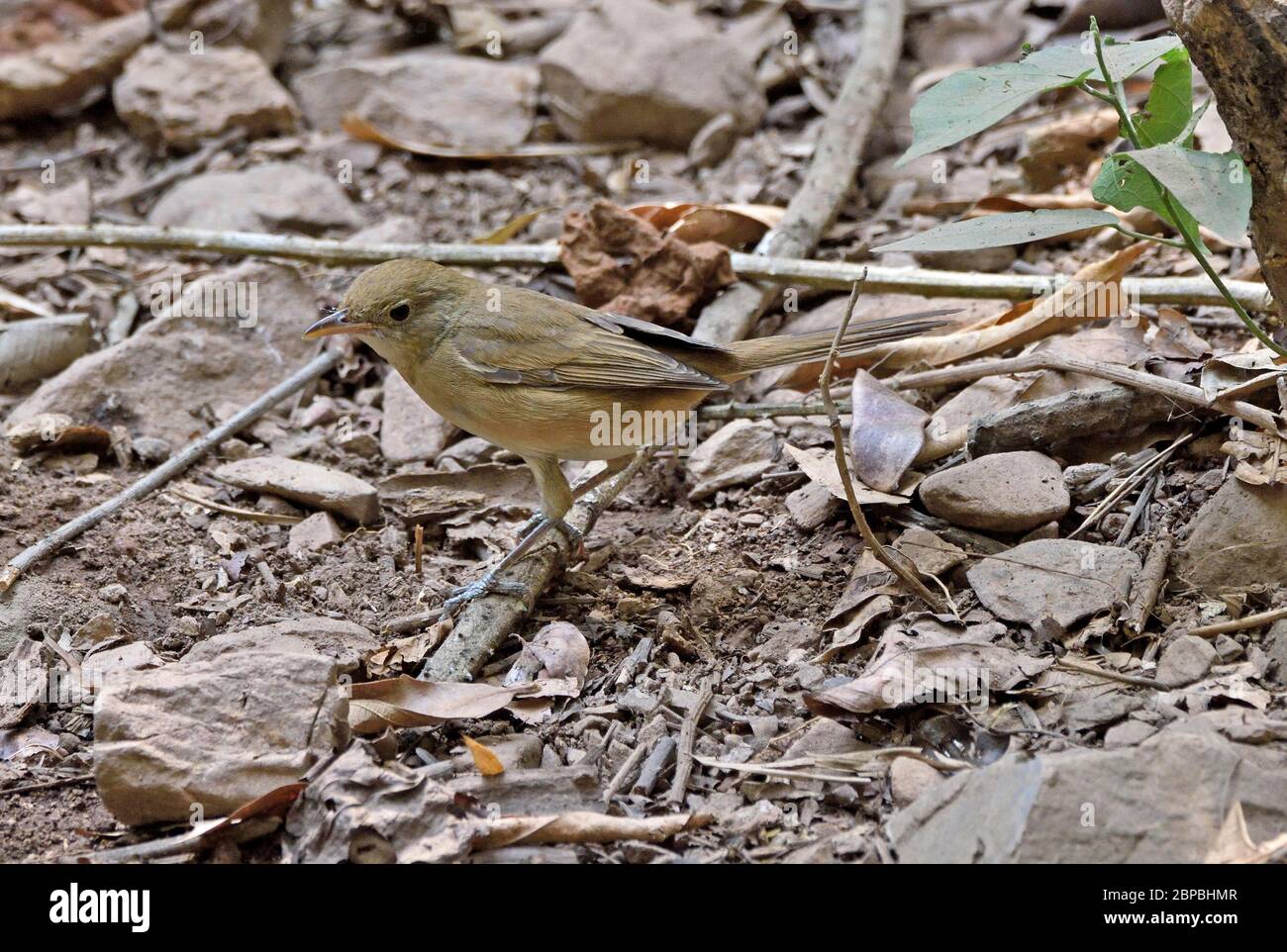 A Thick-billed Warbler (Arundinax aedon) on the forest floor in Western Thailand Stock Photo