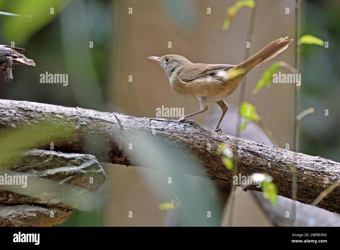 A Thick-billed Warbler (Arundinax aedon) perched on a small branch in the forest in Western Thailand Stock Photo