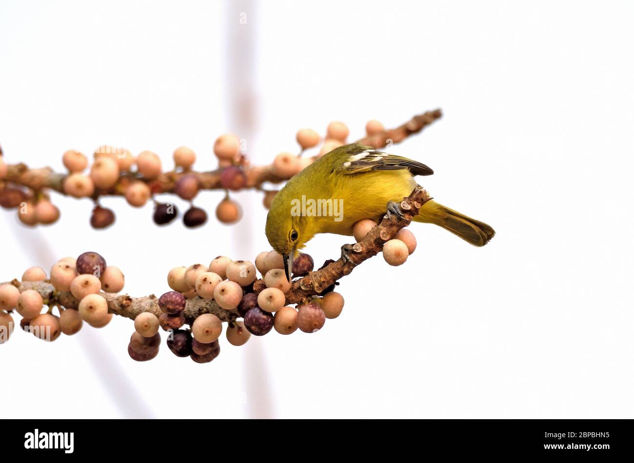 A female Common Iora (Aegithina tiphia) perched on a branch in a fruiting tree in Western Thailand Stock Photo