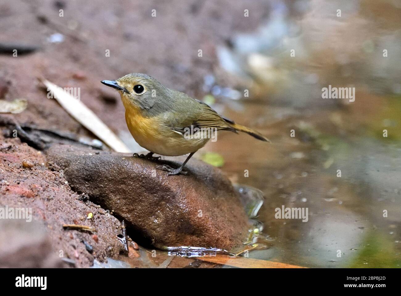 A female Hill Blue Flycatcher (Cyornis whitei) perched on a small rock beside a pool in the forest in North East Thailand Stock Photo