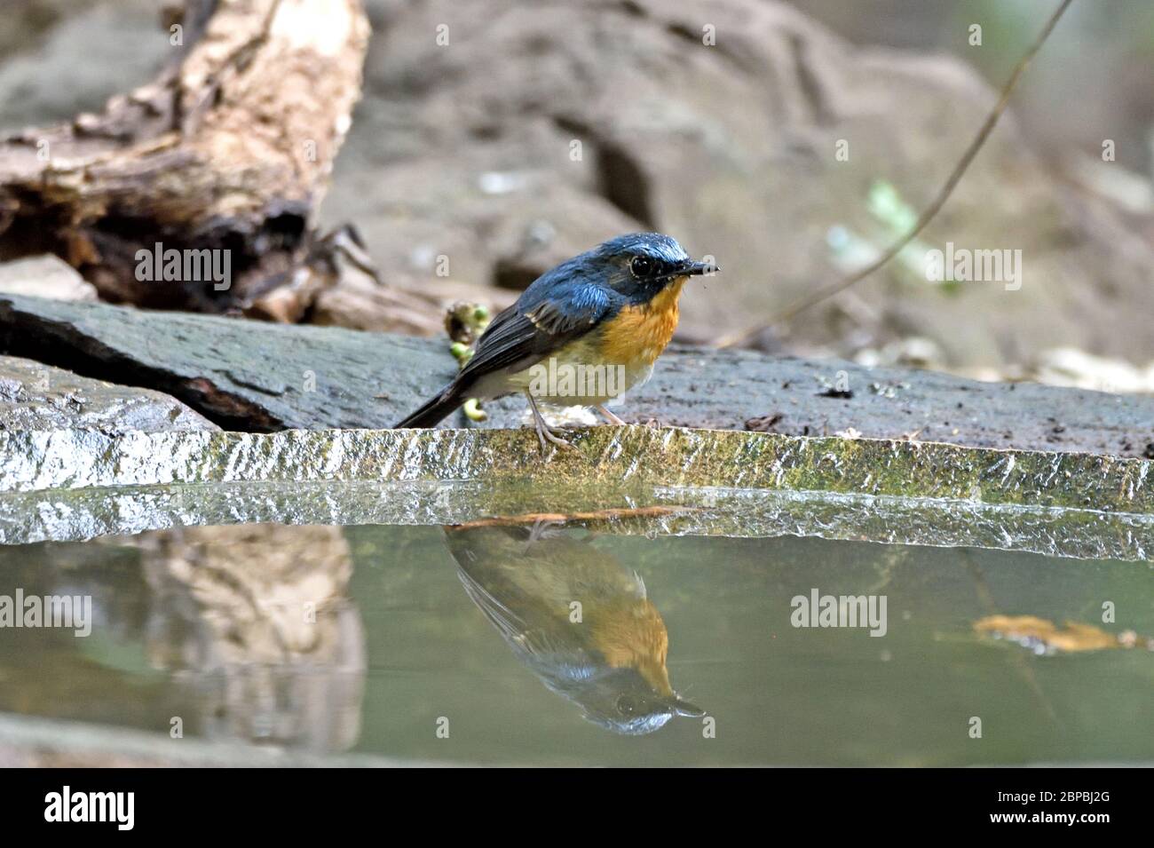 A male Indochinese Blue Flycatcher (Cyornis sumatrensis) reflected in a pool in the forest in Western Thailand Stock Photo