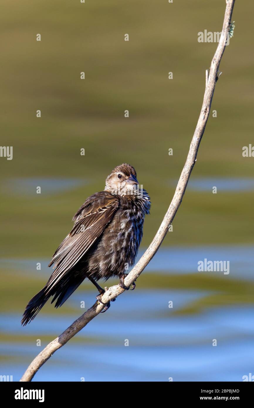 Red winged Blackbird Female Stock Photo
