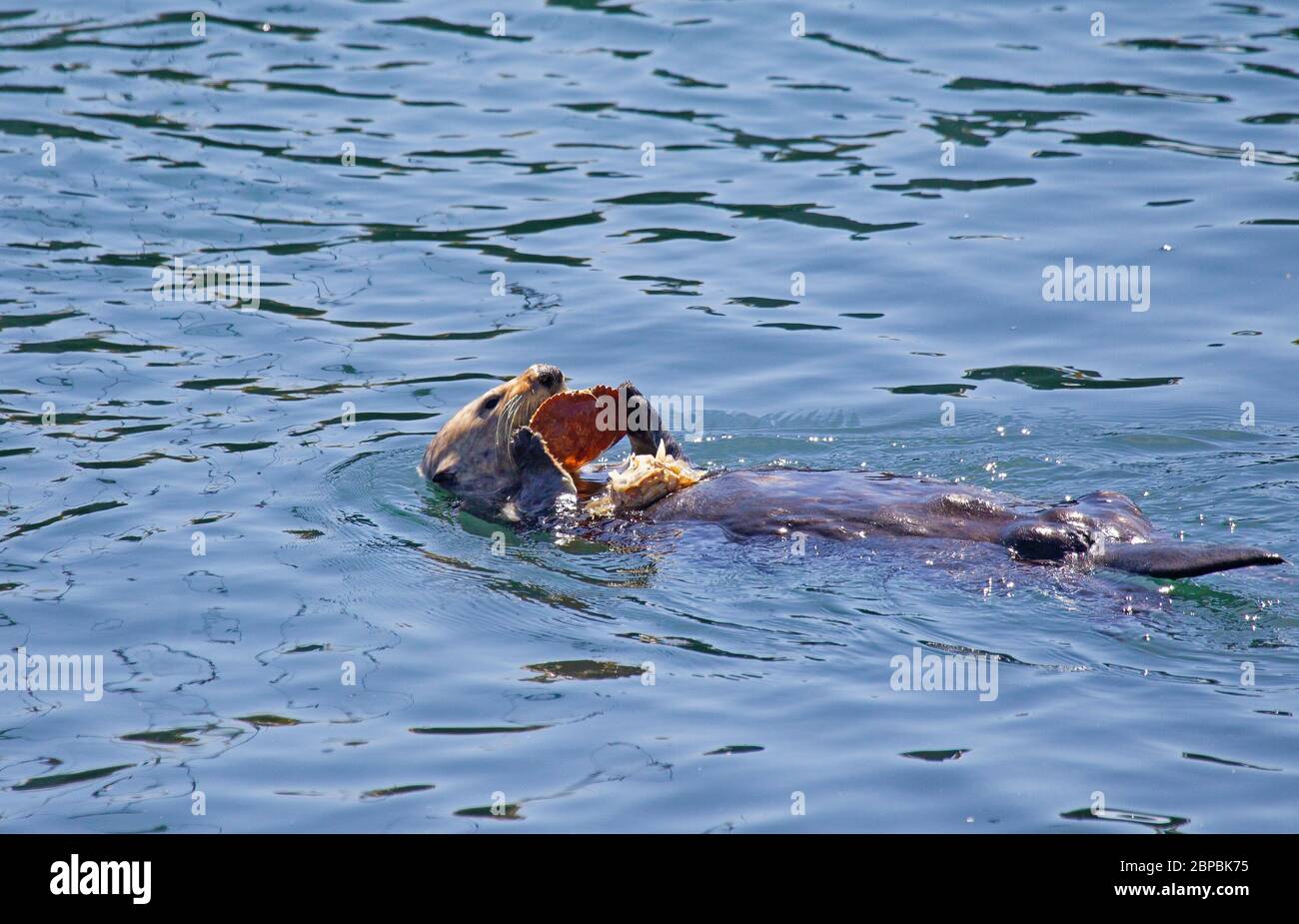 Sea otter eating a large crab Stock Photo - Alamy