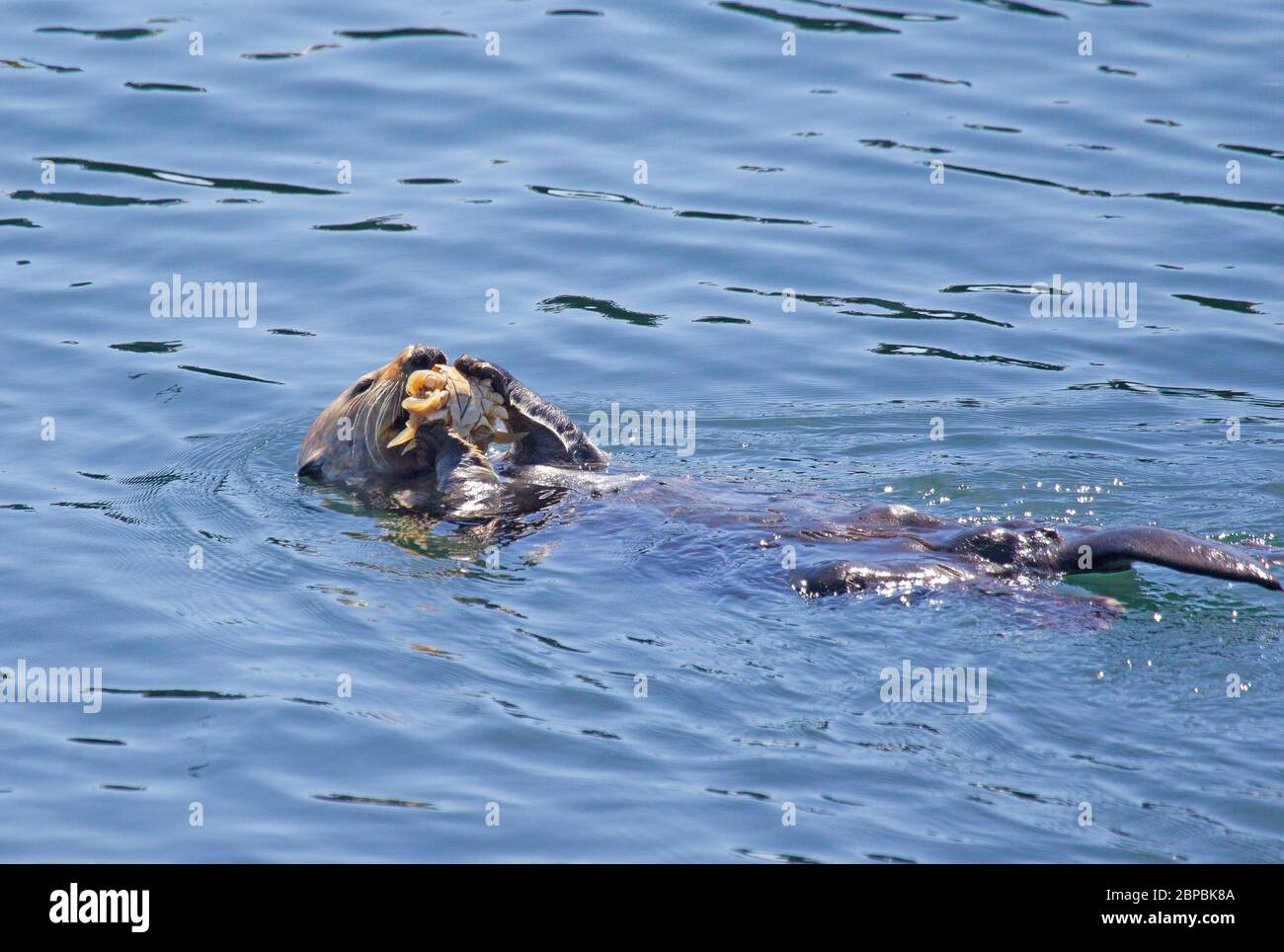 Sea otter eating a large crab Stock Photo - Alamy