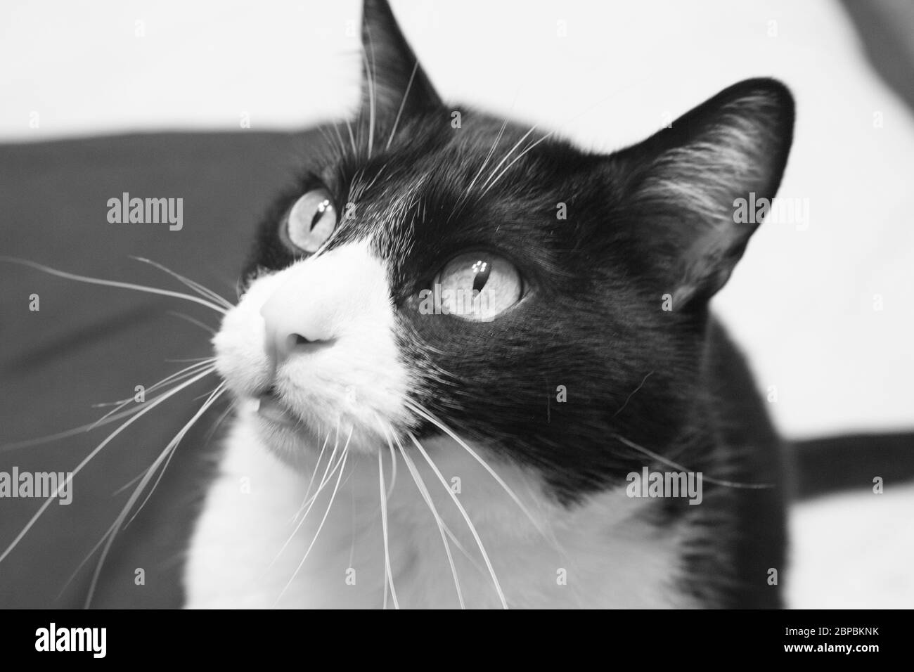 Black and white cat with alert expression. No people Stock Photo - Alamy