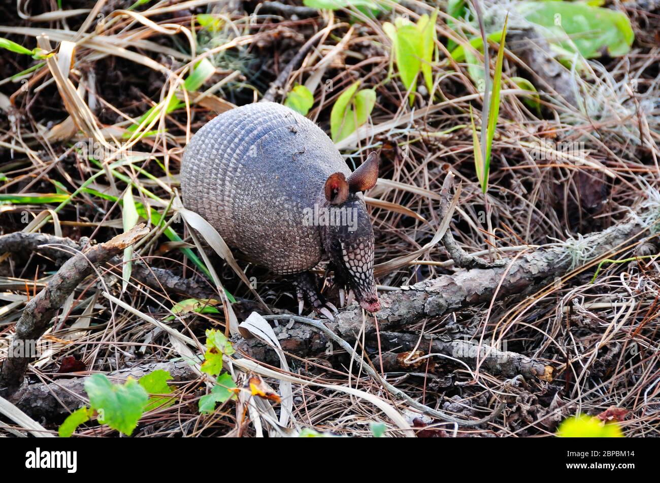 Nine-banded armadillo grubbing for food in a swampy area in Florida. The nine-banded armadillo is the only armadillo found in the United States. Stock Photo