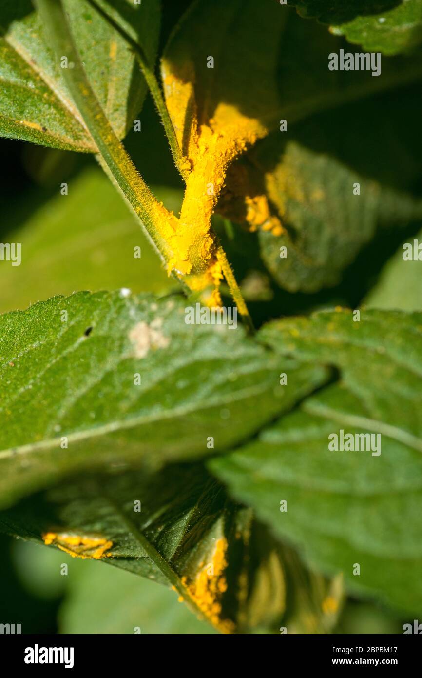 Rust fungus (Melampsora populnea) on Dog's Mercury (Mercurialis perennis) Stock Photo