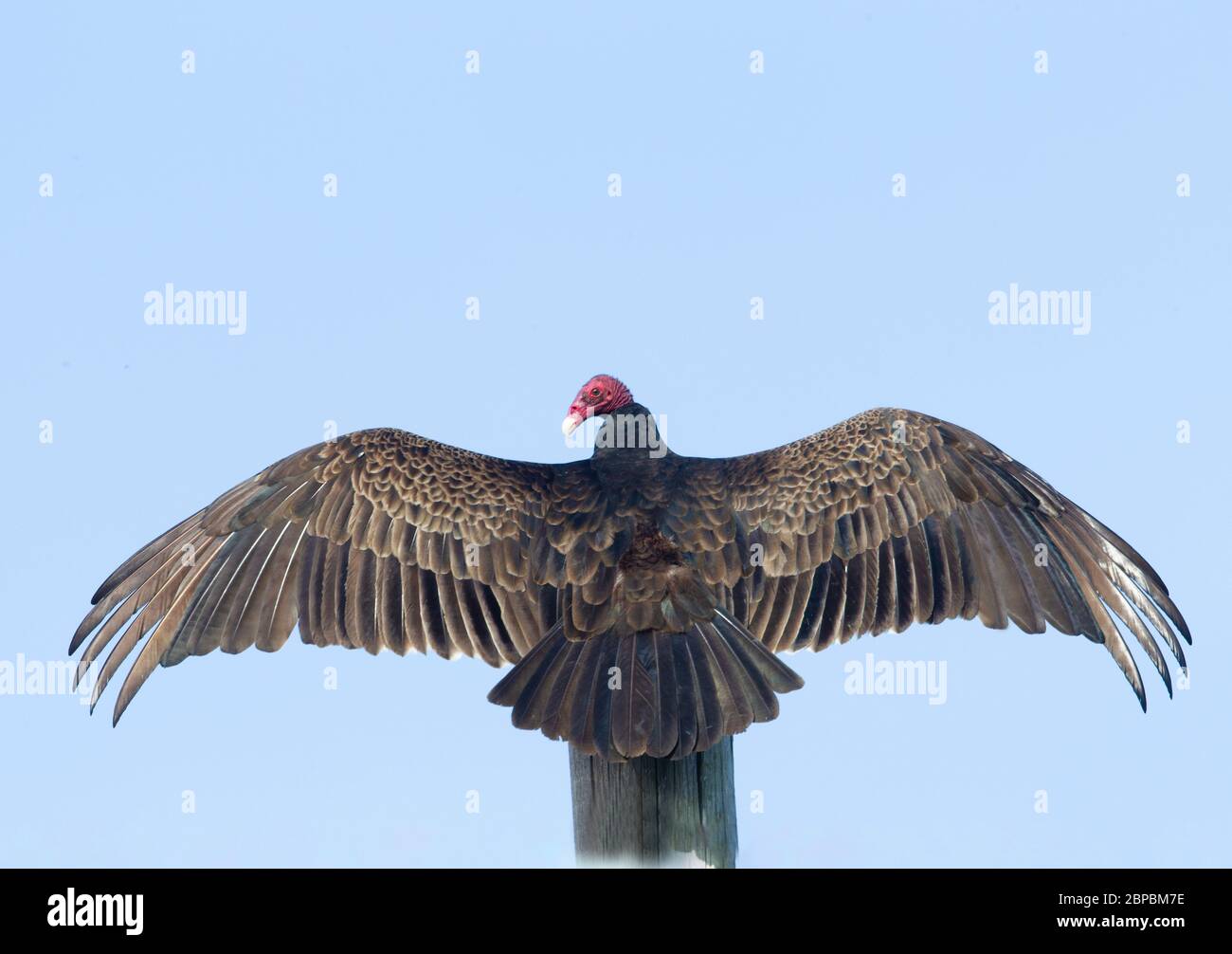 Turkey Vulture Wings and Tail Spread Stock Photo Alamy