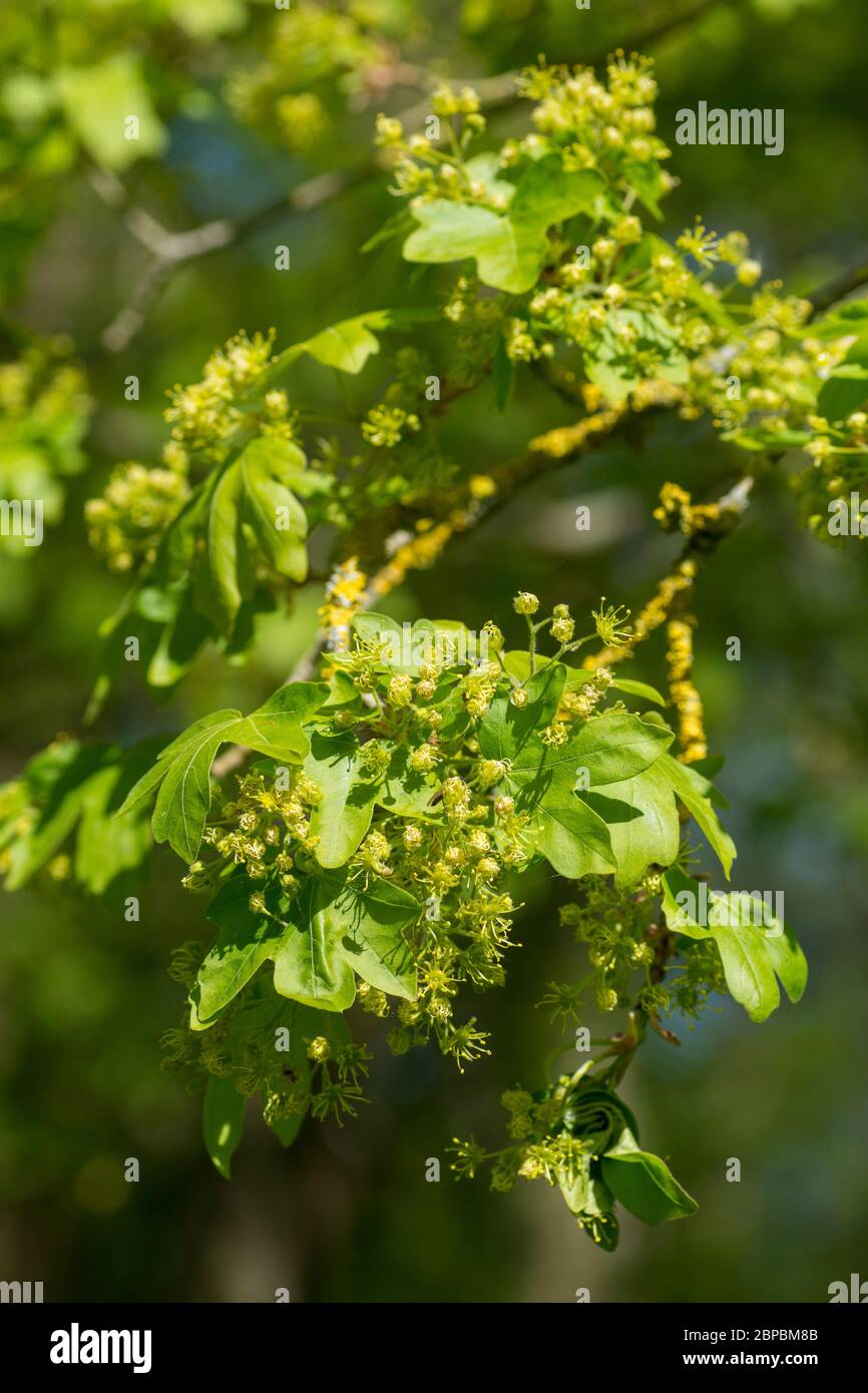 Oak tree catkins hi-res stock photography and images - Alamy