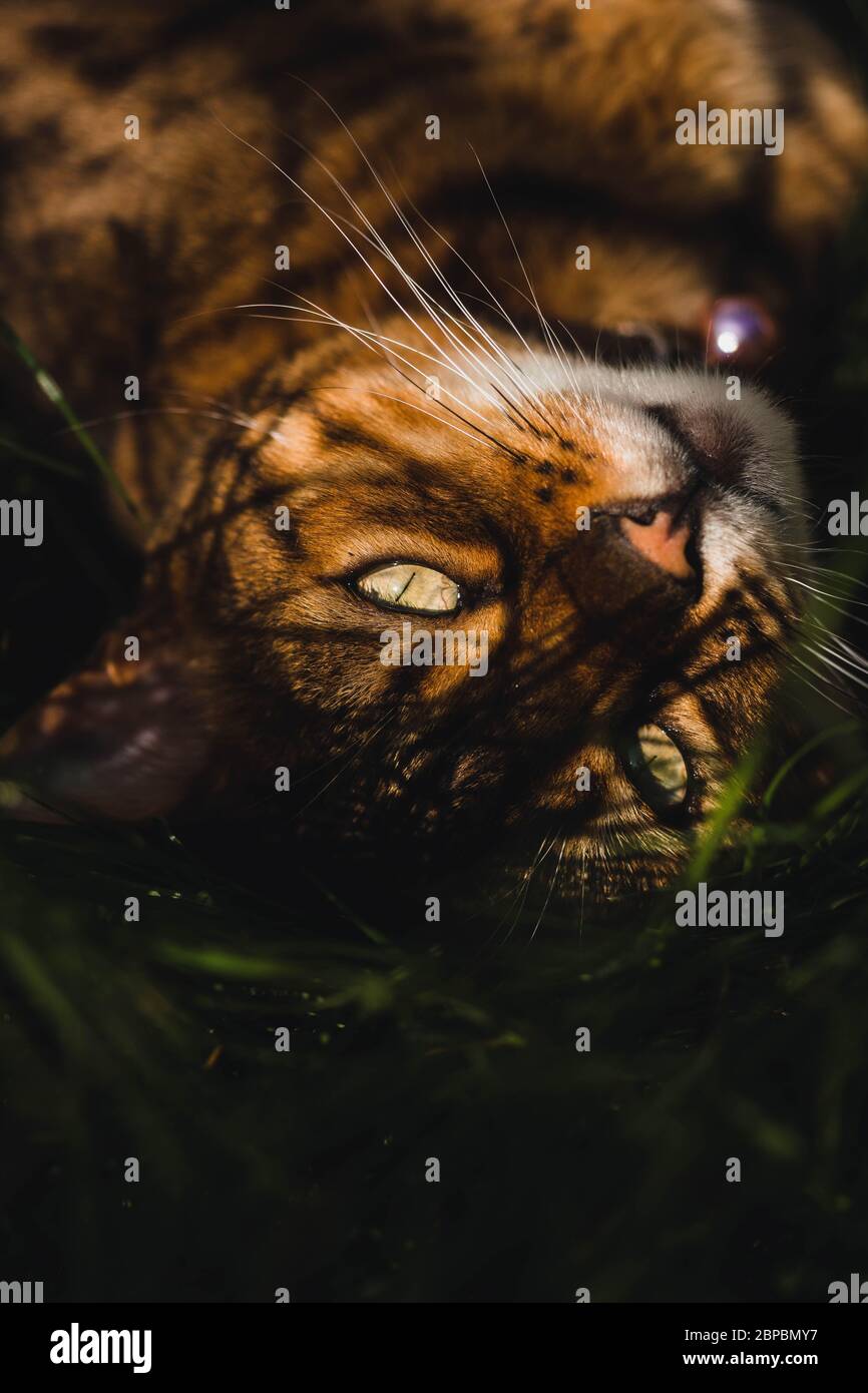 Bengal exotic cat lying in grass outdoors. Stock Photo