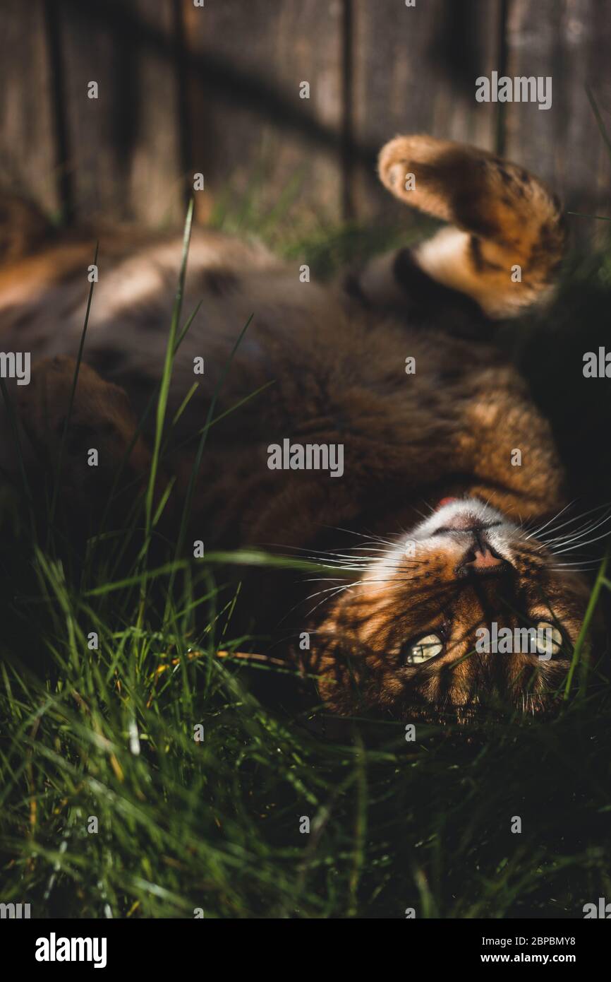 Bengal exotic cat lying in grass outdoors. Stock Photo