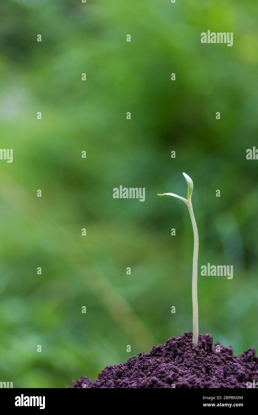 Sprout growing out light hi-res stock photography and images - Alamy