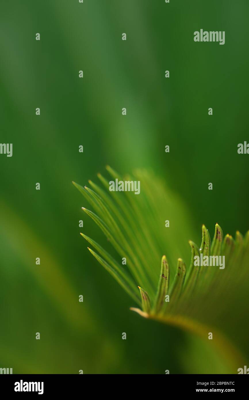 Close up evergreen Cycas plant leaves, selective focus Stock Photo