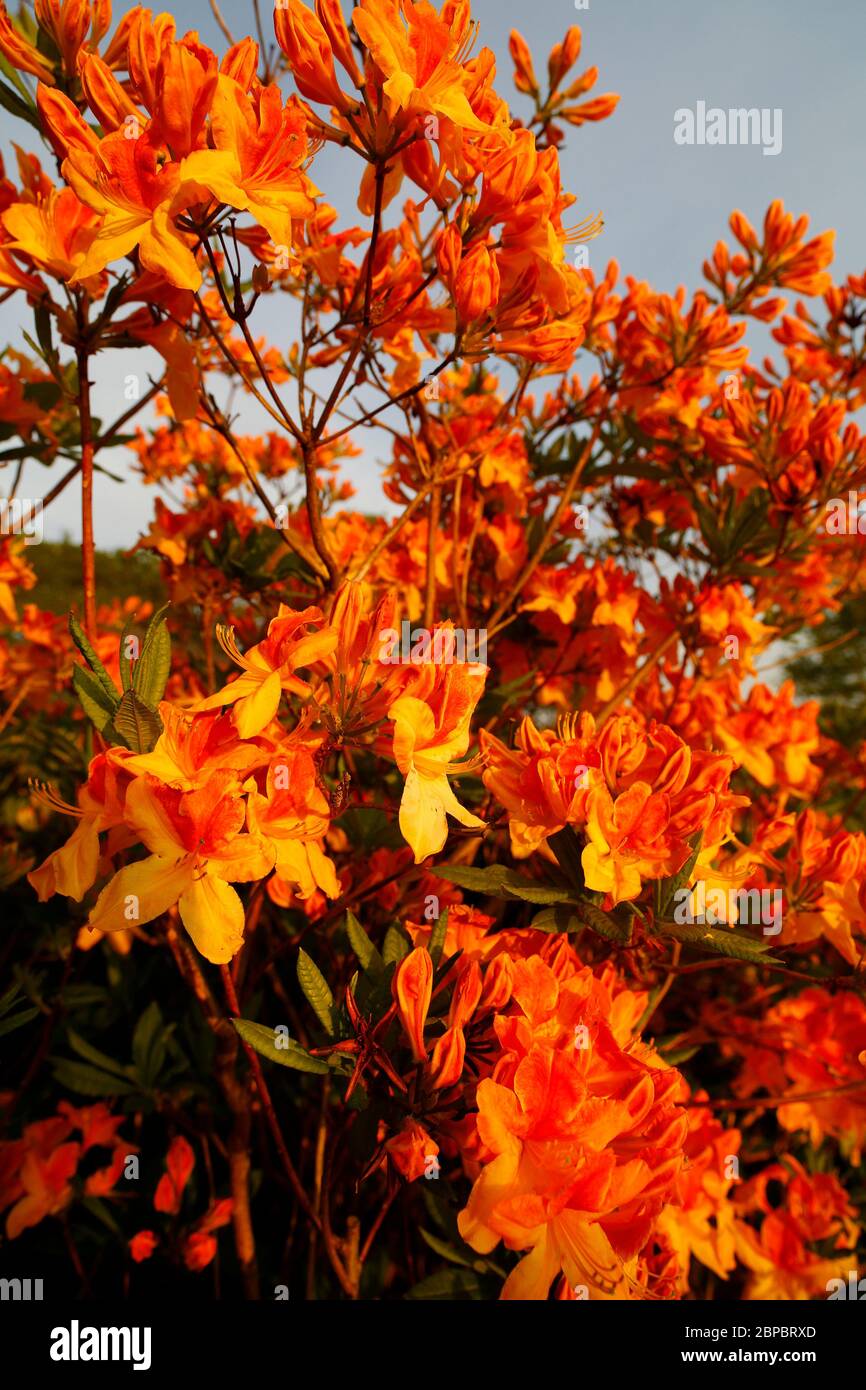 Devon, UK. Flame Azalea or Rhododendron calendulaceum. Stock Photo