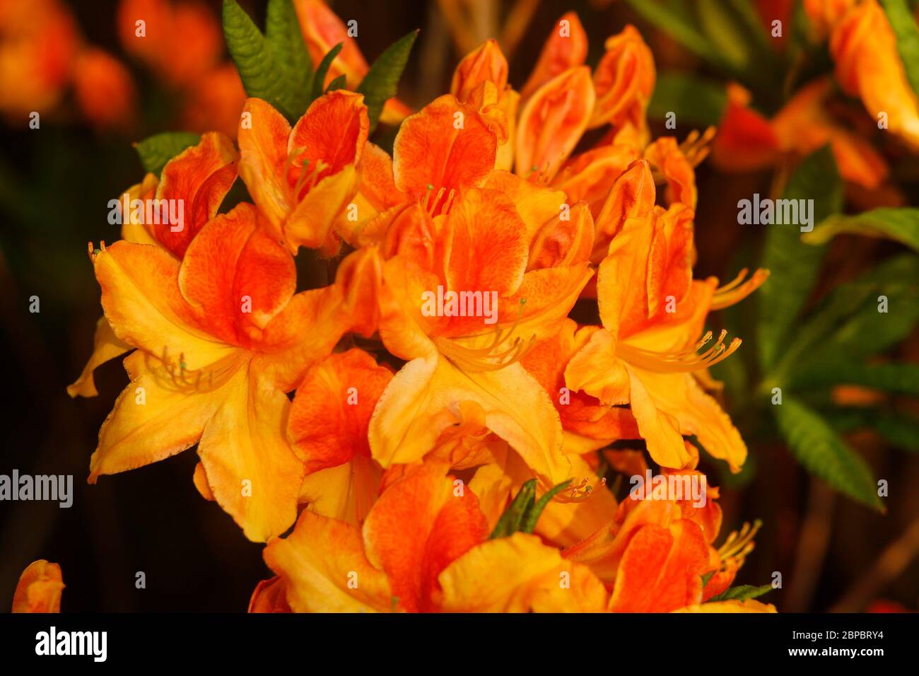 Devon, UK. Flame Azalea or Rhododendron calendulaceum. Stock Photo