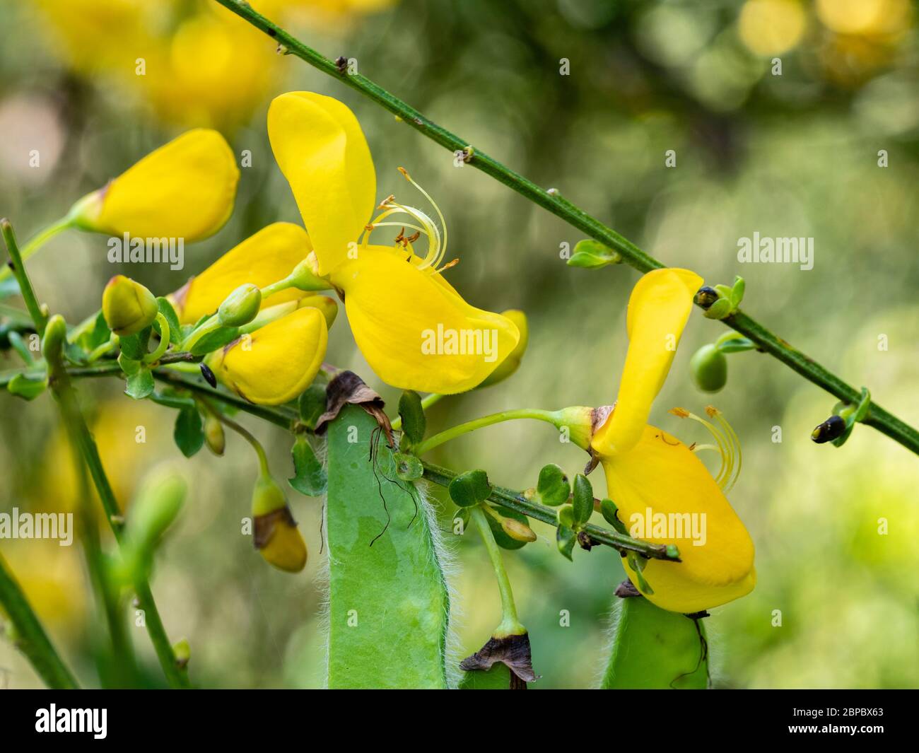 Close up of the yellow, late spring flowers of the UK native common broom, Cytisus scoparius Stock Photo
