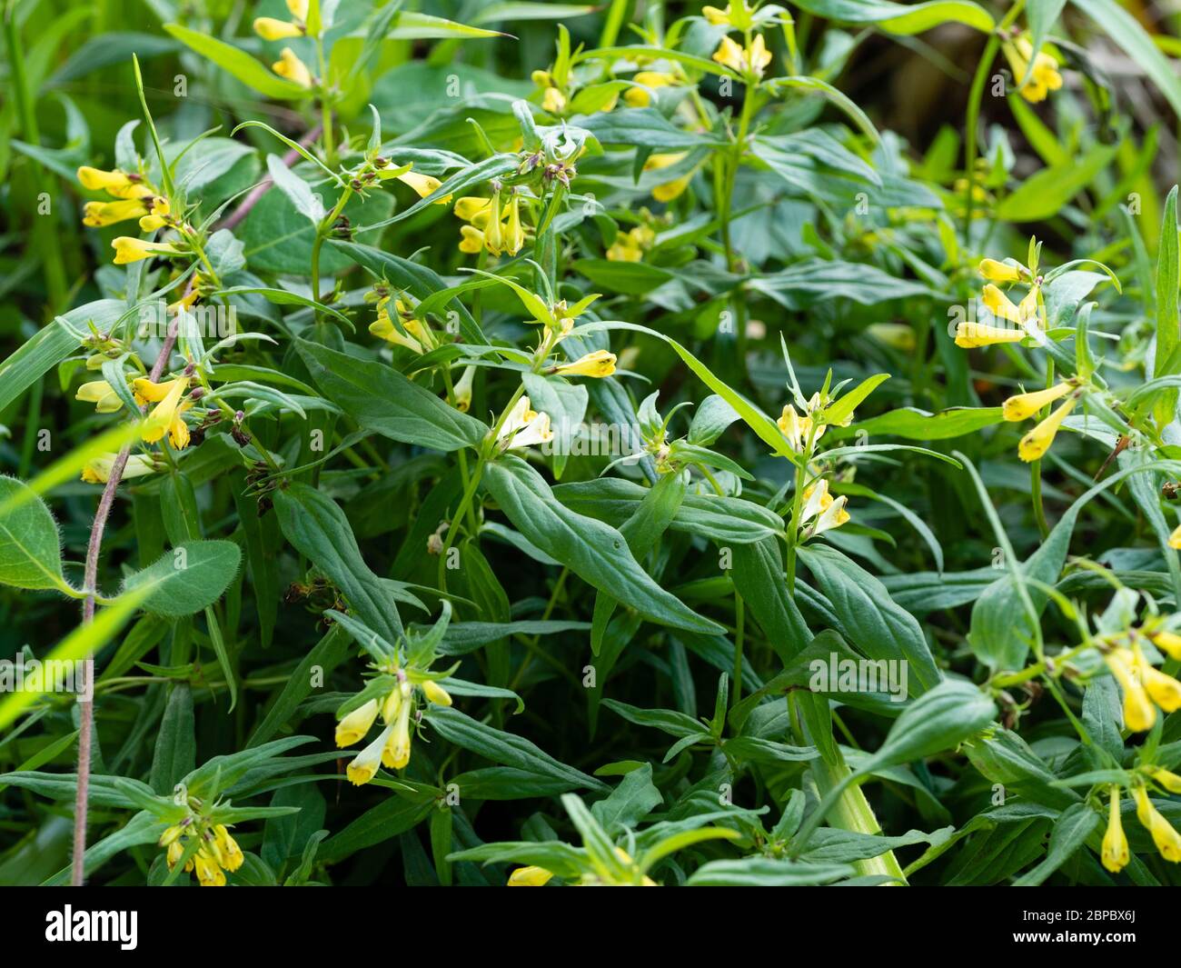 Summer flowers of the small hemiparasite annual, common cow wheat, Melampyrum pratense Stock Photo