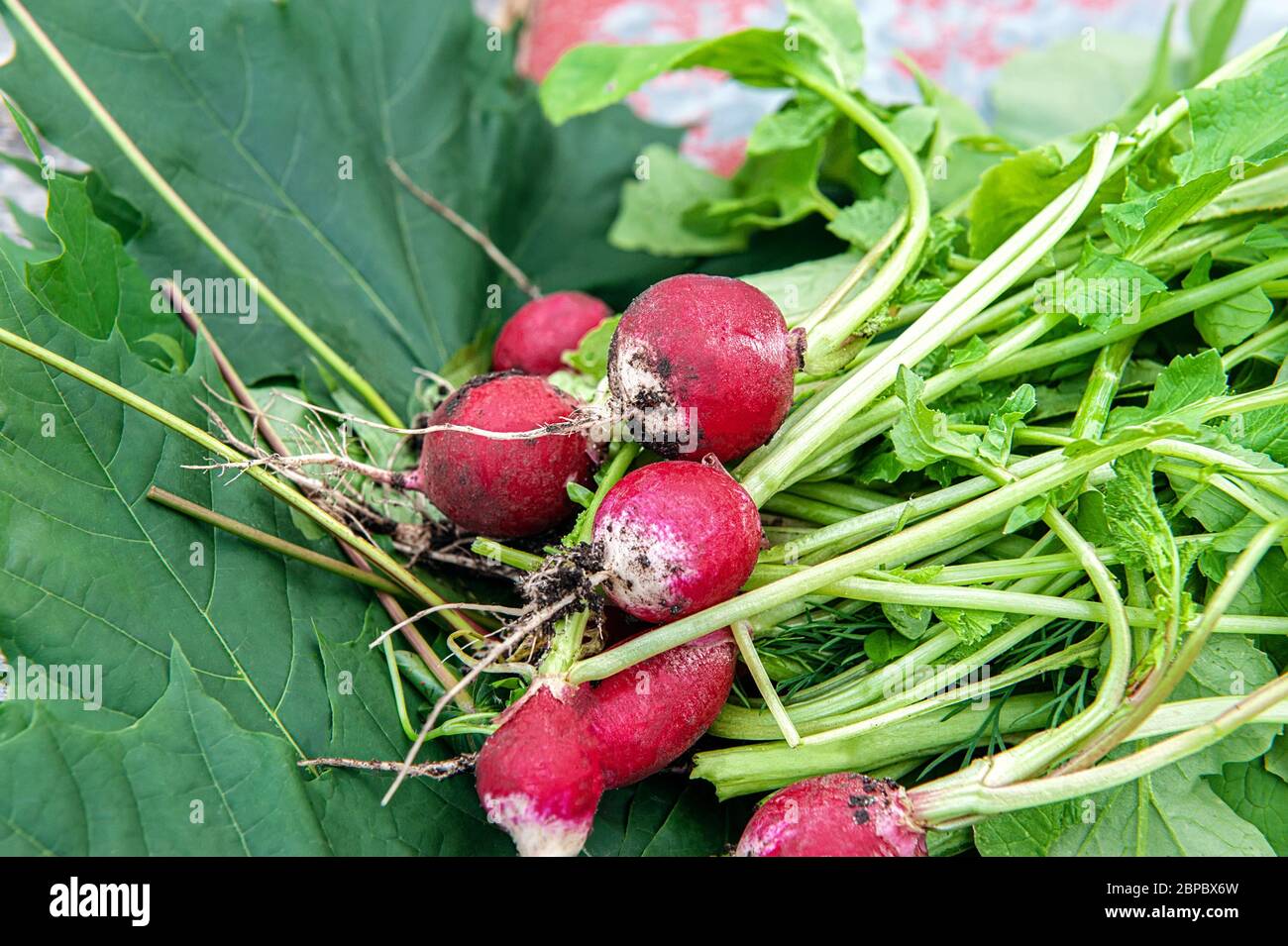 Fresh small radish lies on the garden bed in the garden just picked. Stock Photo