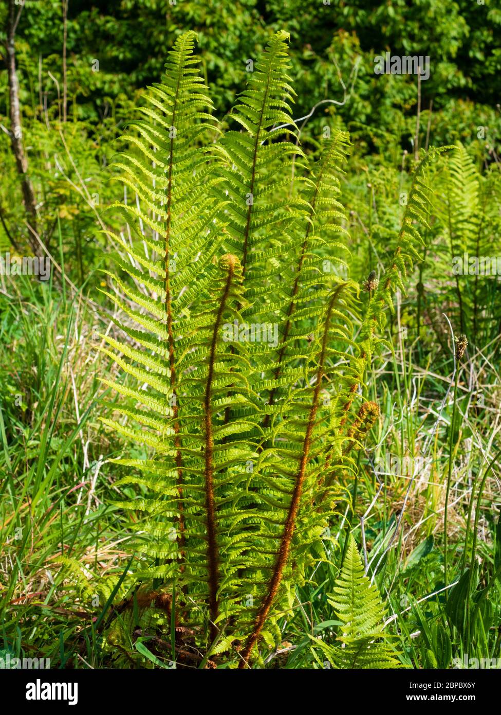 Soft shield fern, Polystichum setiferum, with upright fronds during unrolling in a Devon woodland edge Stock Photo