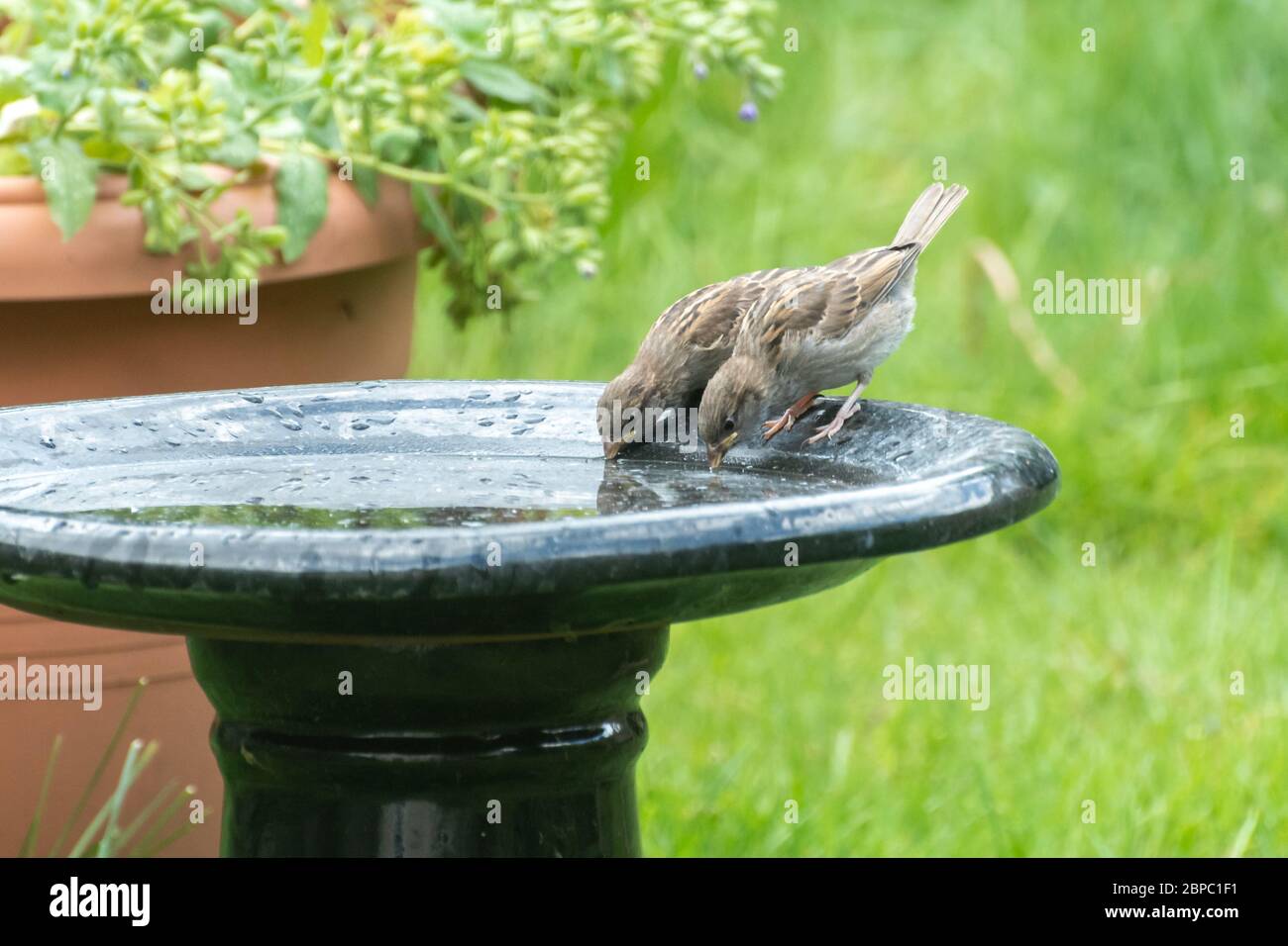 House sparrows (Passer domesticus) - two fledglings drinking water from a garden bird bath during May in Hampshire, UK Stock Photo