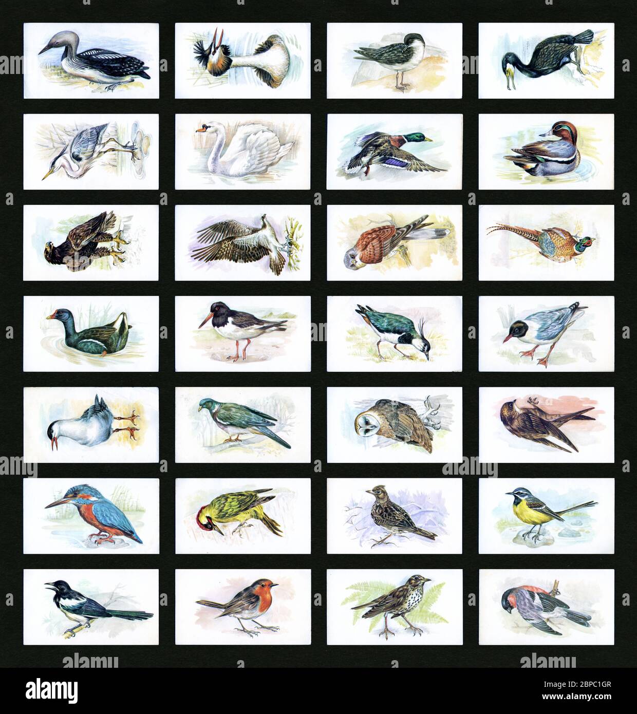 'British Birds Collection' cards (28 from set of 32, 1980, see additional info), issued by Grandee Cigars, John Player & Sons (Imperial Tobacco) Stock Photo