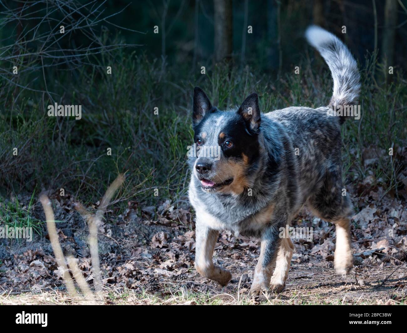 Gray dotted australian Cattle Dog run in forest. Dog walking by forest