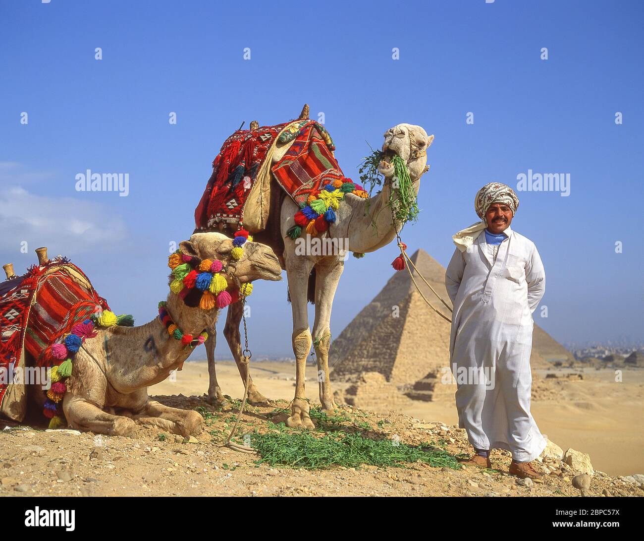 Camel driver with camels, The Great Pyramids of Giza, Giza, Giza Governate, Republic of Egypt Stock Photo
