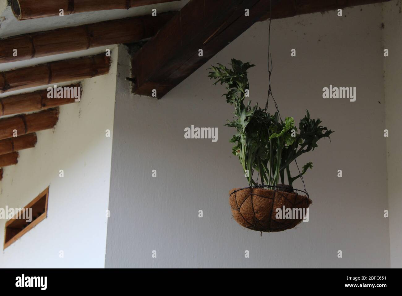 Spanish moss. Hanging plants with small plastic pot. upside down. Many  beautiful plant hanging from ceiling in the greenhouse garden Stock Photo -  Alamy