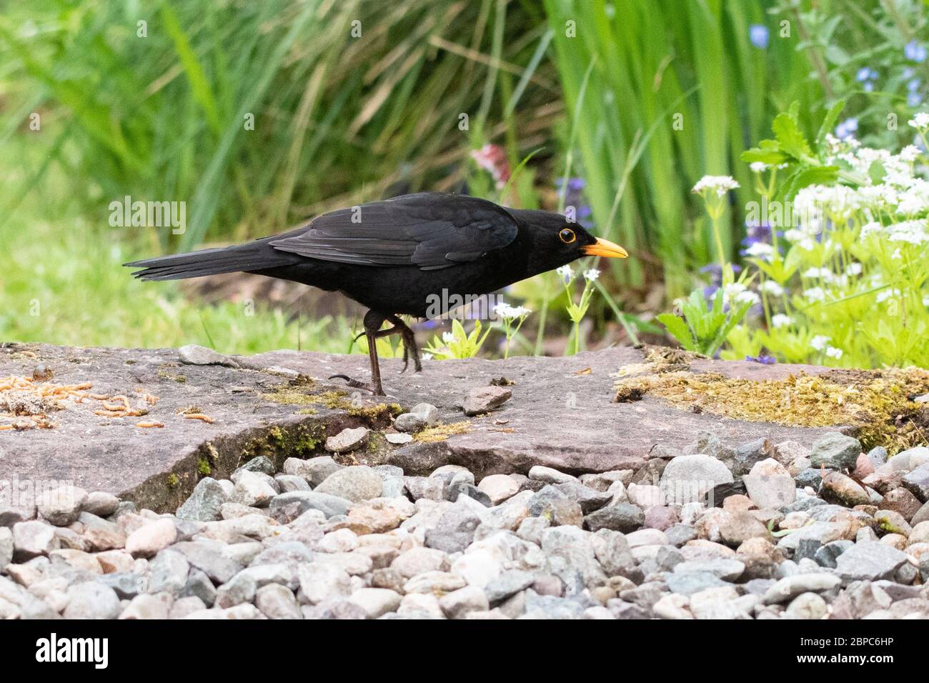 Male blackbird - turdus merula - head down and running to defend its territory and food from another blackbird - Scotland, UK Stock Photo