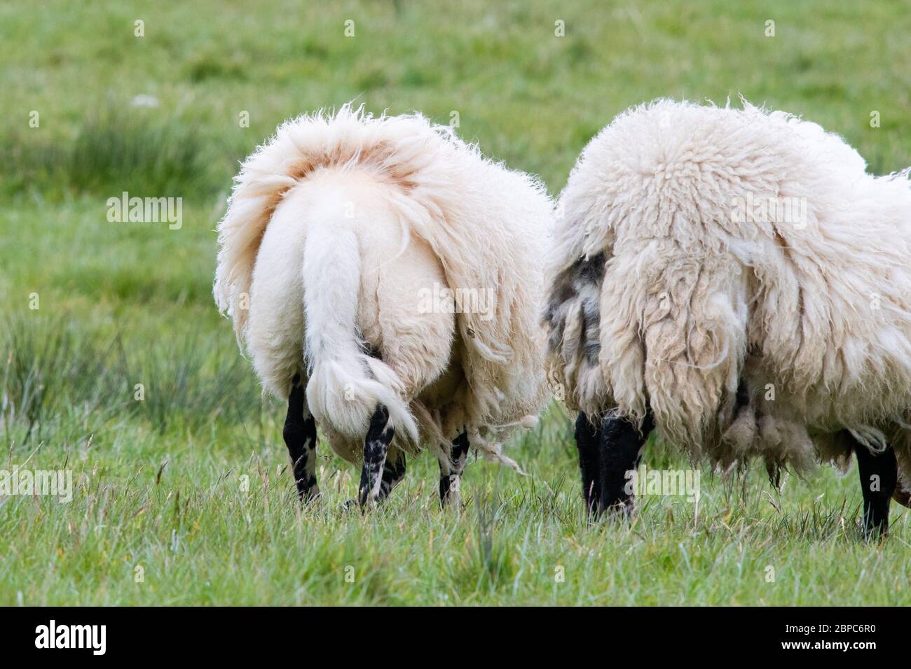 moulting sheep - uk Stock Photo
