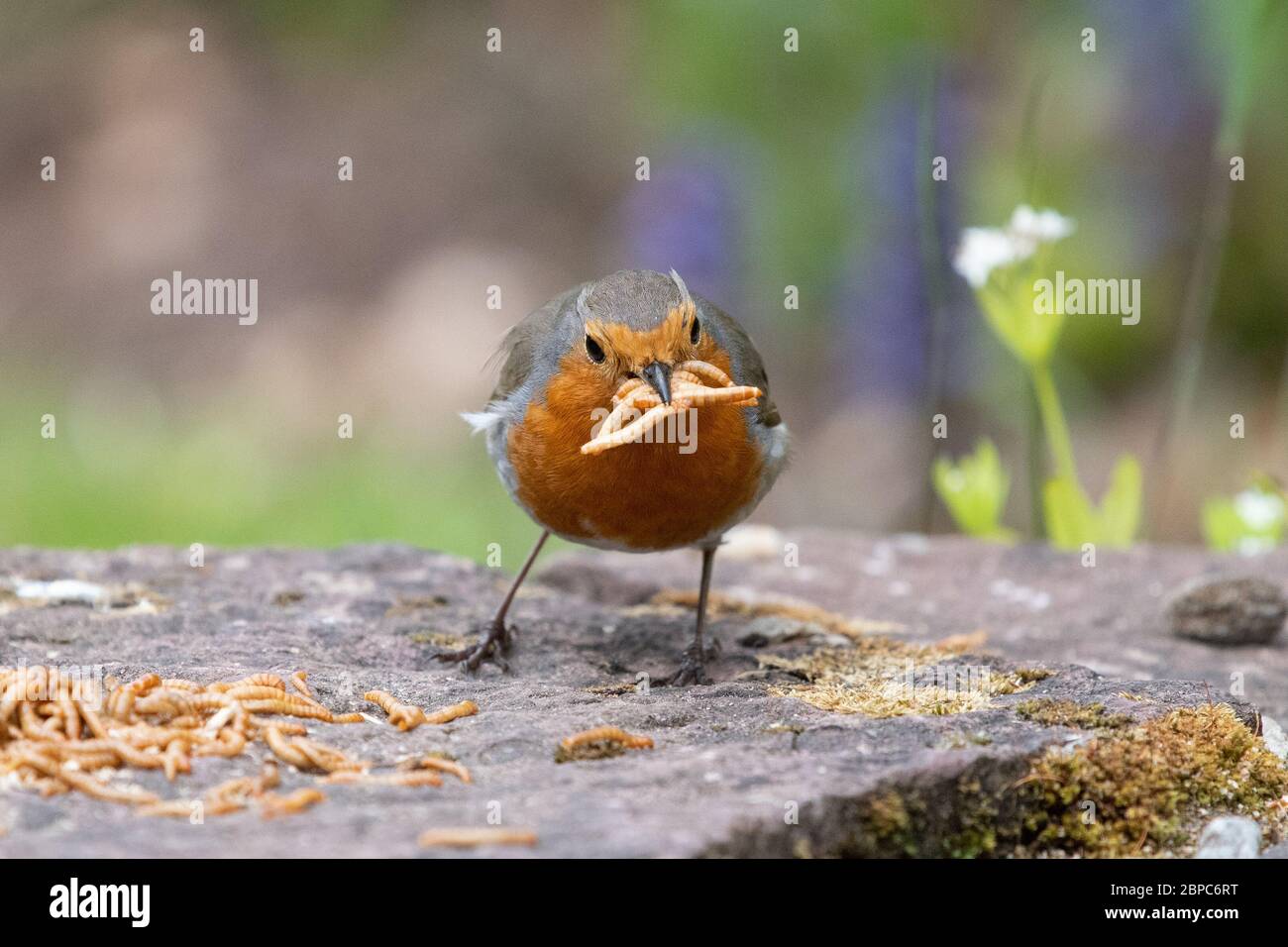 European Robin - erithacus rubecula - collecting mealworms to take to young in its nest - Scotland, UK Stock Photo