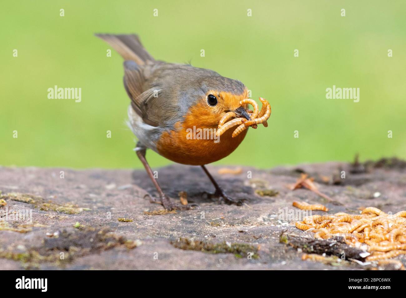 European Robin - erithacus rubecula - collecting mealworms to take to young in its nest - Scotland, UK Stock Photo