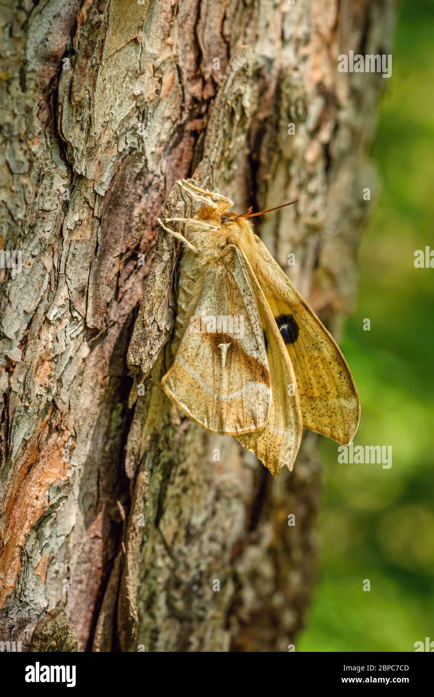 Side view of Tau Emperor female, a large yellow moth with tau letter on the wings sitting on brown tree bark in the woodlands. Blurry background. Stock Photo